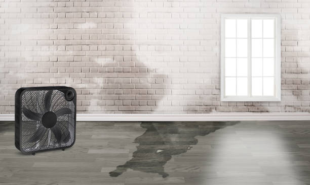 Best Local water damage restoration  in Dale, PA